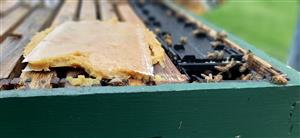 Bee Hive Box - Hello bees!